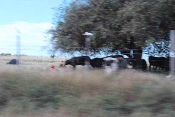 Antigua Cows