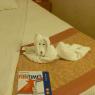 Towel Dog